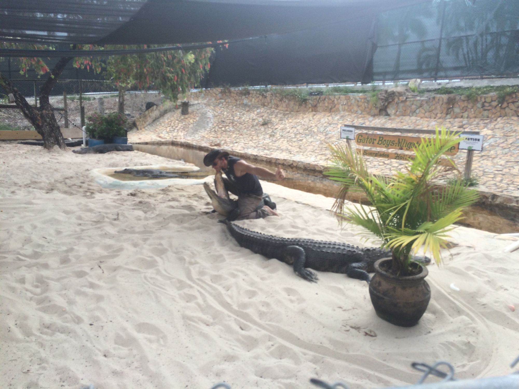 A man wrangling an alligator.